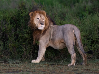 Majestic Male Lion Standing in Grassland at Dawn