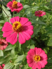 Zinnia elegans or paper flower is in the morning. Flowers with bushy, leafy, forms and shades color characters. Flowers that butterflies like