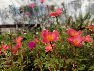 Obraz premium Group of French Rose or Rosa gallica small in the garden. Houseplant of Eglantine Rose.