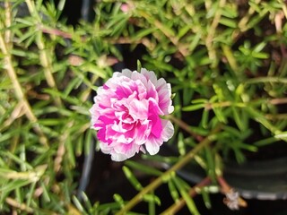 Moss Rose or Portulaca grandiflora. A type of rose that is in bloom and has fleshy leaves.
