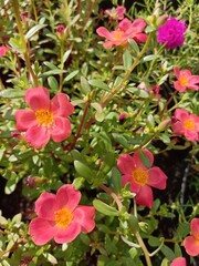 Group of French Rose or Rosa gallica small in the garden. Houseplant of Eglantine Rose.
