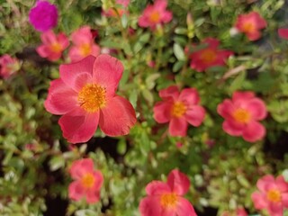 Group of French Rose or Rosa gallica small in the garden. Houseplant of Eglantine Rose.