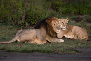 Male Lion and Lioness Cuddling in African Savanna