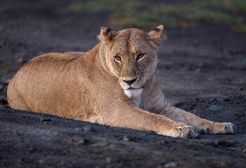 Female Lion Resting on Dry Ground in Savanna