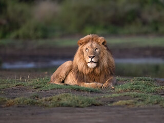 Male Lion Resting on Grassland Near Waterhole