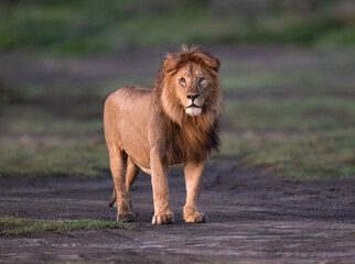 Majestic Male Lion Standing in African Grassland at Dawn