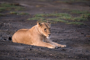Female Lion Resting on Dry Ground in Savanna