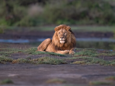 Male Lion Resting on Grassland Near Waterhole