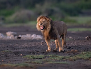 Adult Male Lion Roaring in African Savannah