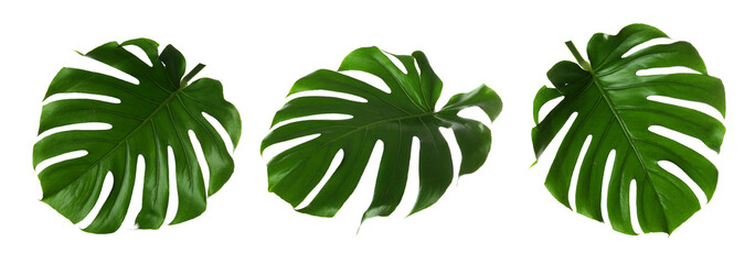 Green tropical leaves of monstera plant isolated on white, set