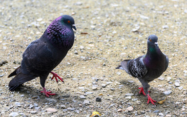 Pigeons display unique plumage colors while foraging on a gravel path during daylight hours