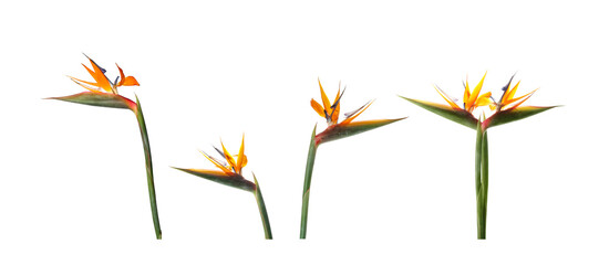 Bird of Paradise tropical flowers on white background, set