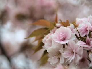 4月に咲いた美しいサトザクラ「御室有明（オムロアリアケ）」