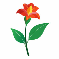 Minimal Canna Lily Illustration