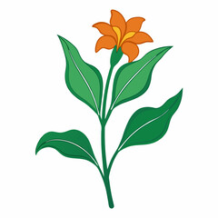 Minimal Canna Lily Illustration