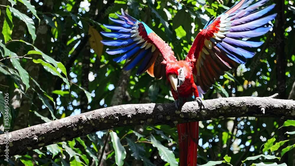 Poster a vibrant parrot perched on a branch in a lush forest, captured from a low-angle, creating a dynamic