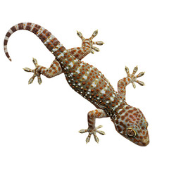 A gecko with orange spots and white spots and striped tail on a black background