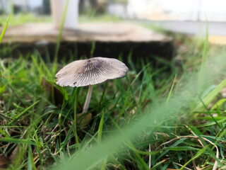 Close-up of a delicate mushroom in vibrant grass