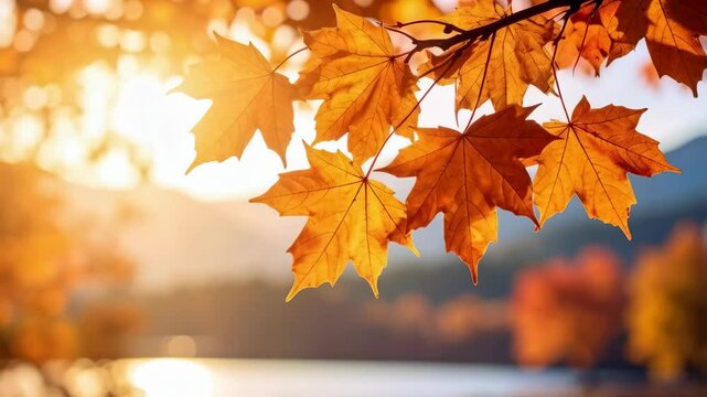 Autumn leaves on a branch, with warm light filtering through in outdoor scenic view.