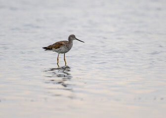 Shorebird wading in shallow water at sunrise along a tranquil coastal estuary
