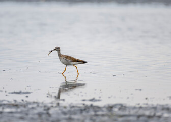 Bird hunting for fish in shallow waters during calm morning light at a coastal location