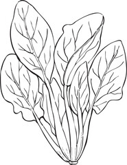 ほうれん草　丸ごと　線画