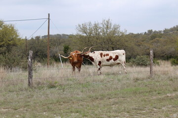 cows in the field 