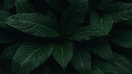 Fototapeta premium Dark, glossy tropical leaves fill the frame with subtle highlights and rich green tones, creating a calming, lush, and natural botanical backdrop.