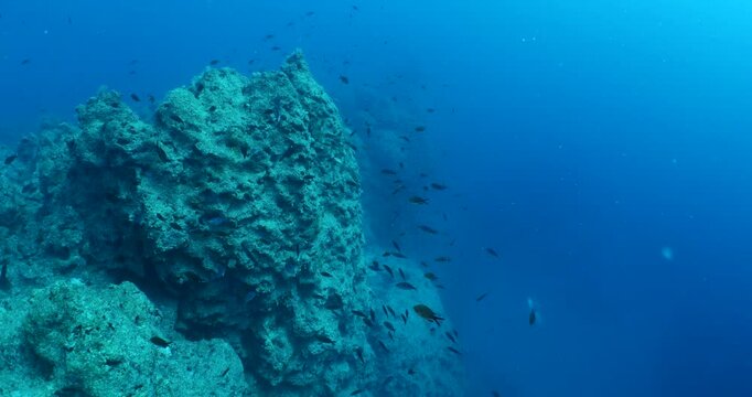 damsel fish school and some other mediterranean fisg scenery underwater