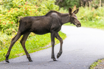 Wild moose grazing in a field near Anchorage, Alaska.