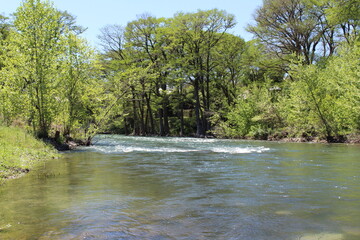 river in the woods