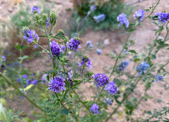 Alfalfa (lat.- Medicago sativa), also called lucerne