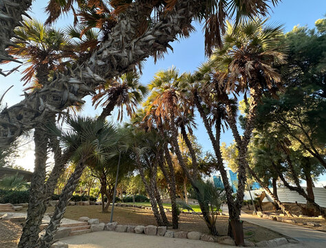 Unusual Doum palm or Gingerbread Tree (lat.- Hyphaene) with a branched trunk in a park in Eilat