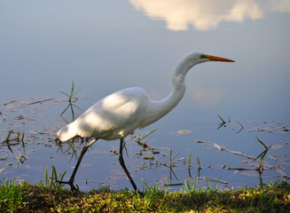 White heron on the lake shore, with a cloud reflected in the water