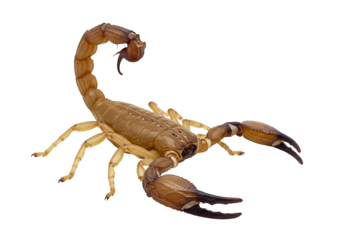 A scorpion with a curved tail and large pincers is set against a black background