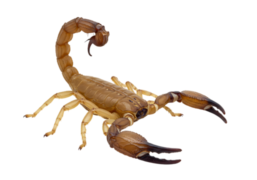 A scorpion with a curved tail and large pincers is set against a black background