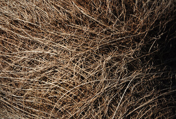 Natural and dry texture of a palm tree trunk