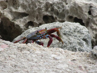 colorful crab on the beach