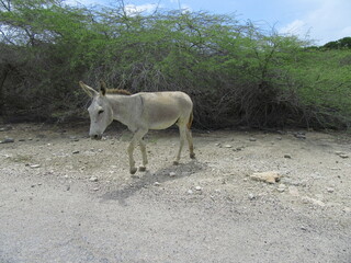donkey in the mountains
