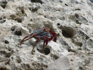 colorful crab on rock