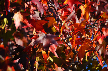 Red sweetgum leaves in autumn