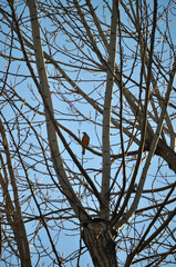 Turdus rufiventris, also known as the red-crested thrush