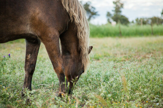 Brown Shetland pony eating grass in a farm paddock