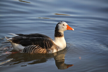 Beautiful and colorful goose swimming in the calm waters of the lake