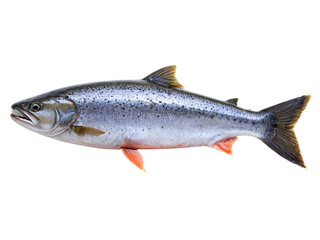 Obraz premium High-Resolution Image of a Salmon Fish Isolated on White Background