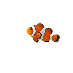 An orange clownfish with white stripes and black edges swims in a black background