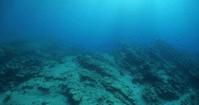 damsel fish school and some other mediterranean fisg scenery underwater