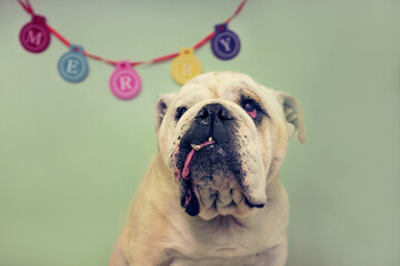 Depressed bulldog in front of a festive merry sign