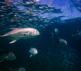 Obraz premium underwater view of crevalle jack fish swimming in ocean