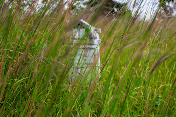 Smith Cemetery State Nature Preserve in Summer, Ohio